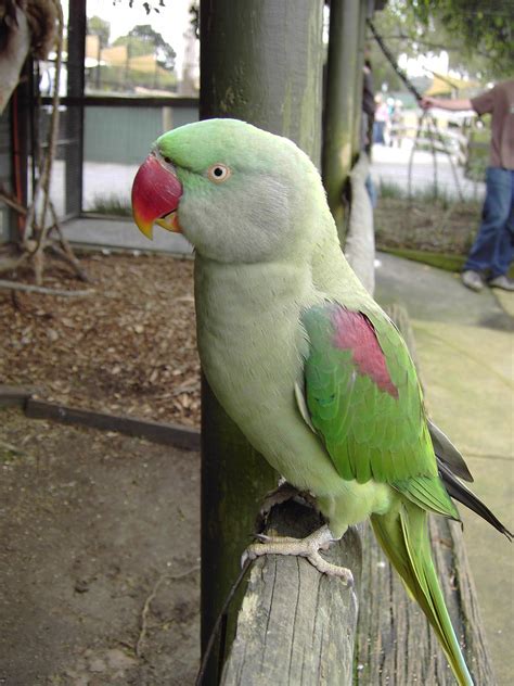 Green Parrot Green Parrot At Symbio Wildlife Park Stanwel Flickr