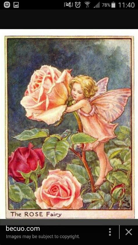 Rose Fairy Flower Fairies Fairy Art Fairy Pictures