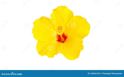 Close Up Beautiful Yellow Hibiscus Flower Isolated On White Background