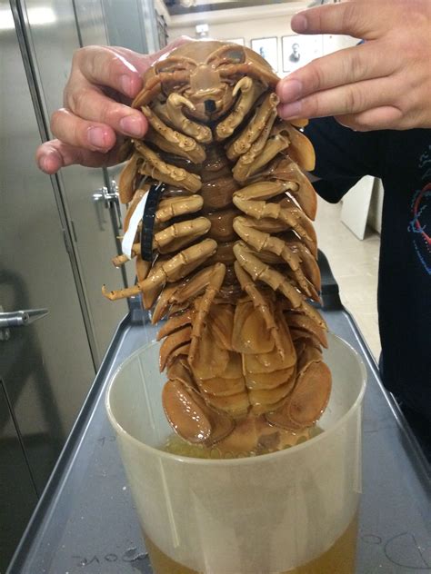 Giant Isopod A Prime Example Of The Gigantism Found In The Deep Sea
