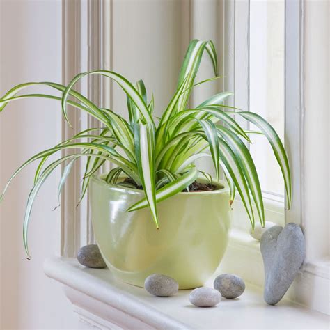 They're gonna need a place to throw all their keys in, right? Why Plants are Perfect Housewarming Gifts (and 5 Great ...