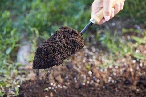 What To Know About Well Drained Soil And Boosting Plant Drainage