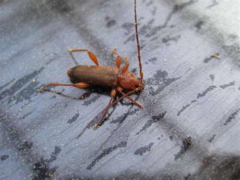 Wenn schwarze käfer im haus bemerkt werden, ist schnelles handeln gefragt. Was ist das für ein Käfer? - Insekten allgemein bestimmen ...