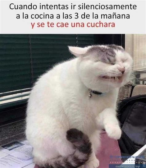 Pin En Memes Gatos Graciosos