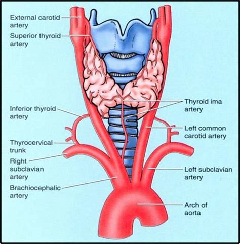 Organs Of The Body Thyroid Stepwards