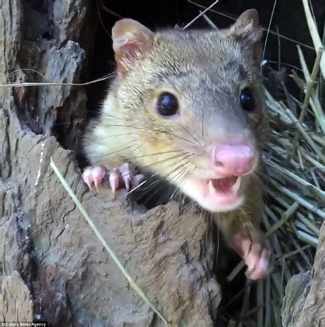 Baby Tiger Quoll Marsupials Pictured Sleeping In The Hands Of A Human