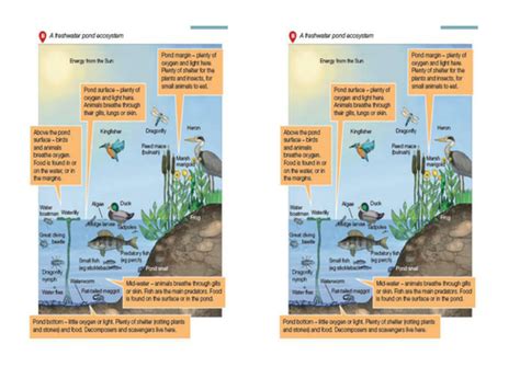 Aqa The Living World A Freshwater Pond Ecosystem Teaching Resources