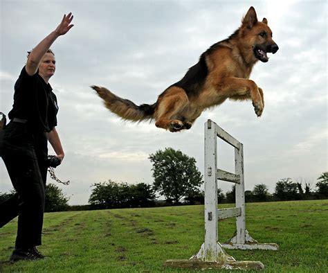 Police Dog Training Miami K9 Enforcement German Shepherd Picture