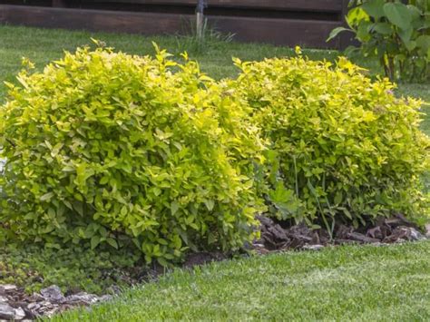 Evergreen Shrubs To Make Your Landscaping Look Great All Year Decoomo