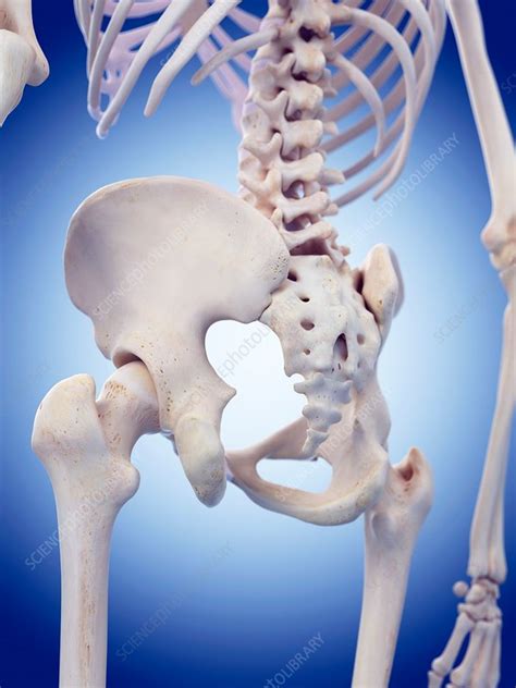 Human Hip Joint Stock Image F0162812 Science Photo Library