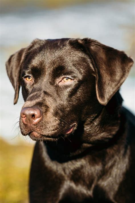 Beautiful Brown Dog Lab Labrador Retriever Pu9m985 Pet Portraits