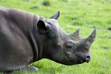 Pictures Of Rhinoceros Clashing Pride