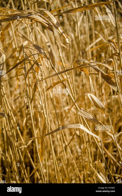 Dry Grass Background Stock Photo Alamy