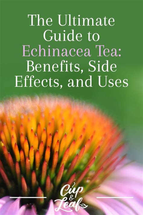 Chrysanthemum Tea The Ultimate Guide Benefits Side Effects And More