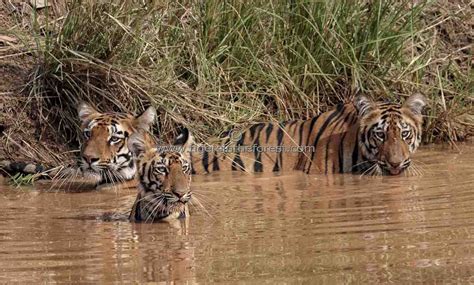 Tigress Panthera Tigris Tigris With Her Two Cubs At A Water Hole In