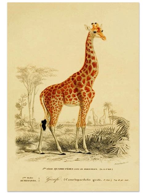Best Of Etsy Antique Animal Prints