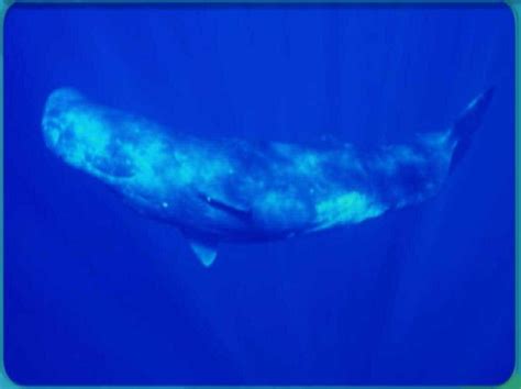 Baby Einstein Animals Noahs Ark Whale And Sea Life
