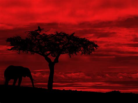 Free Download Wallpaper 78 The Savannah Red And Black Wallpapers