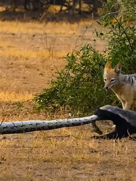 Discover The Honey Badger Python And Jackal In A Fight Animals