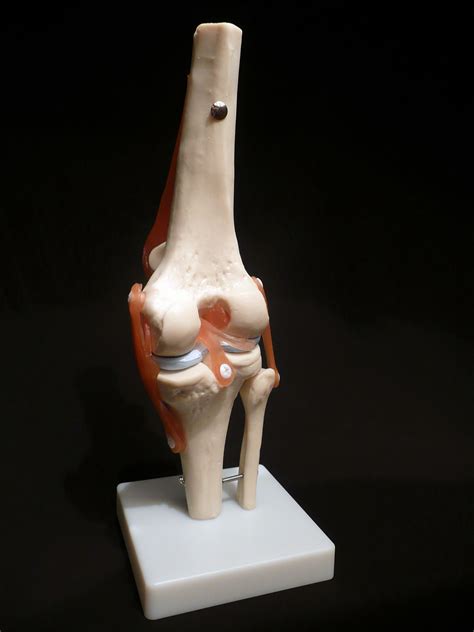 Knee Joint Anatomical Model Fit Human Skeleton Anatomy Study Medical