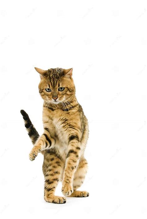 Brown Spotted Tabby Bengal Domestic Cat Holding Paw Up Against White