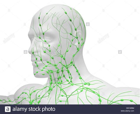 Lymphatic System Of Neck And Head Stock Photos And Lymphatic System Of
