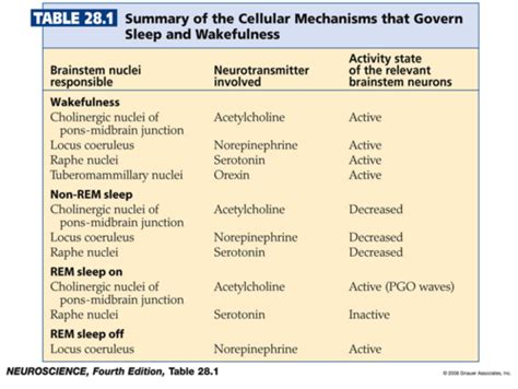 Sleep Circuits And Sleep Disorders Flashcards Quizlet