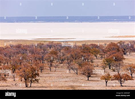Kalahari Desert And Dried Up Salt Pan Sowa Pan Sua Pan And Bushes Area From Kukonje Island