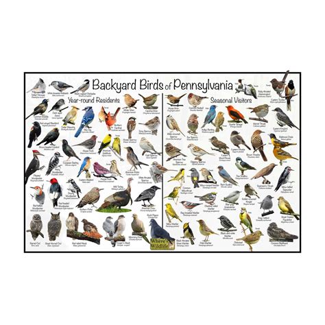 Backyard Birds of Pennsylvania Bird Identification Poster Divided Into