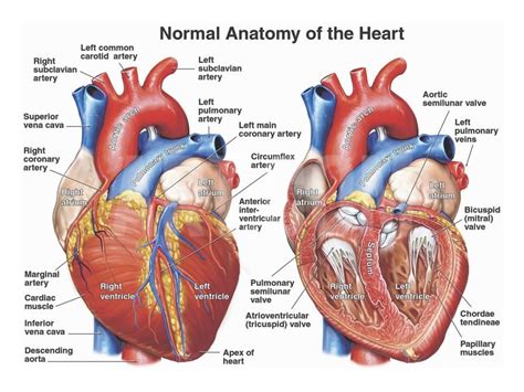 Normal Anatomy Of The Human Heart Giclee Print By Nucleus Medical Art