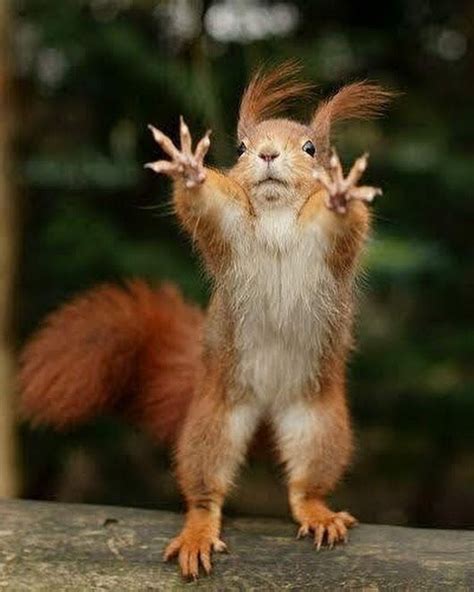 22 Squirrels That Are So Animated You Would Think They Were Human I