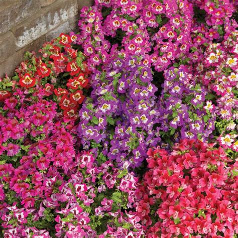 Butterfly Flower Seeds - Schizanthus Angel Wings Flower Seeds