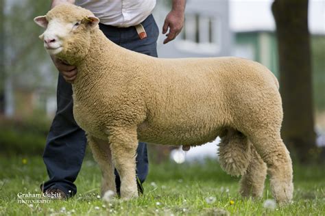 Quality Dorset Sheep Kick Off Sale Season At Exeter May Fair Agri Hub