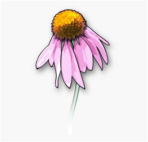 Collection Of Free Daisy Drawing Dead Flower Download Hd Png Download