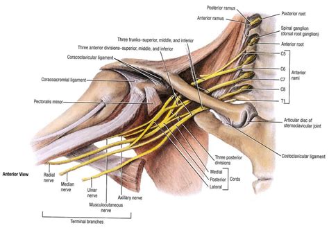 Brachial Plexus Anatomy Ulnar Nerve Entrapment Ulnar Nerve Nerve
