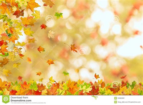 Autumn Maple Leaves Falling Stock Image Image 33282981