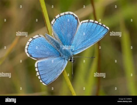 Male Adonis Blue Butterfly Polyommatus Lysandra Bellargus Stock