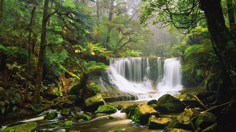 Waterfall Rocks Moss Green Forest Tree Fern Australian Rainforest