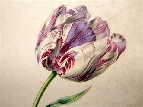 Tulip Painting Botanical Painting Flower Art Painting Botanical