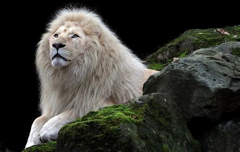Android White Lion Wallpaper 480x854 The Lion King Simba Android One