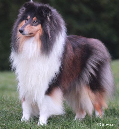 The american kennel club recognizes 197 breeds. Salsina Rough Collies