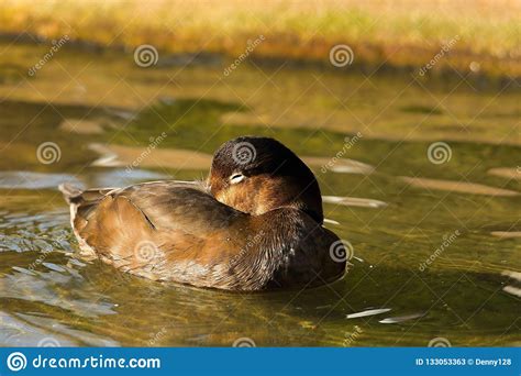 American Redhead Diving Duck Stock Image Image Of Colorado Feather