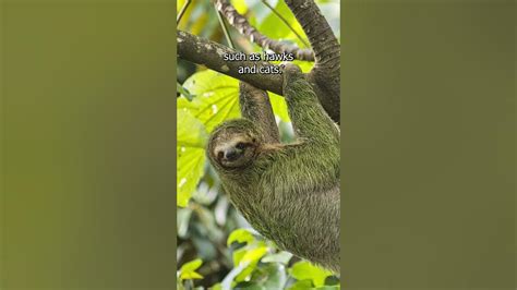 Sloths Let Algae Grow In Their Fur Youtube