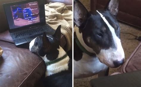 Being quiet is not one of them. Enamored Bull Terrier Has A Crush On That Singing Dog From "Animal Crossing" - BarkPost