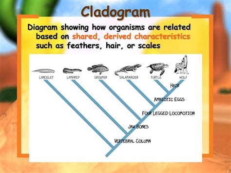 Ppt Cladograms And Dichotomous Keys Powerpoint Presentation Free
