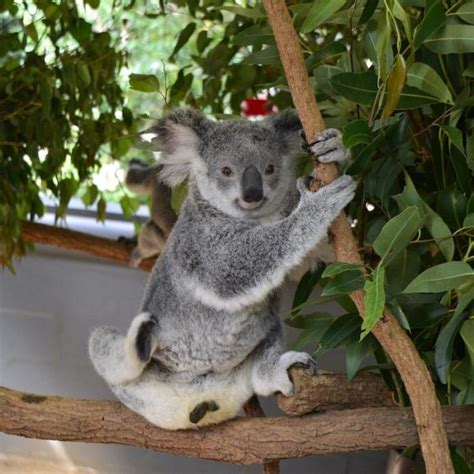 Lone Pine Koala Sanctuary Entry Ticket River Cruise From Brisbane