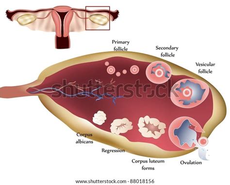 Female Reproductive System Female Ovary Showing Stock Vector Royalty