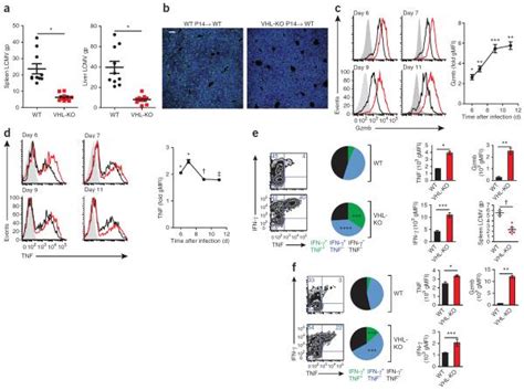 Detects human granzyme b in direct elisas and western blots. Granzyme B Antibody, APC (MHGB05)