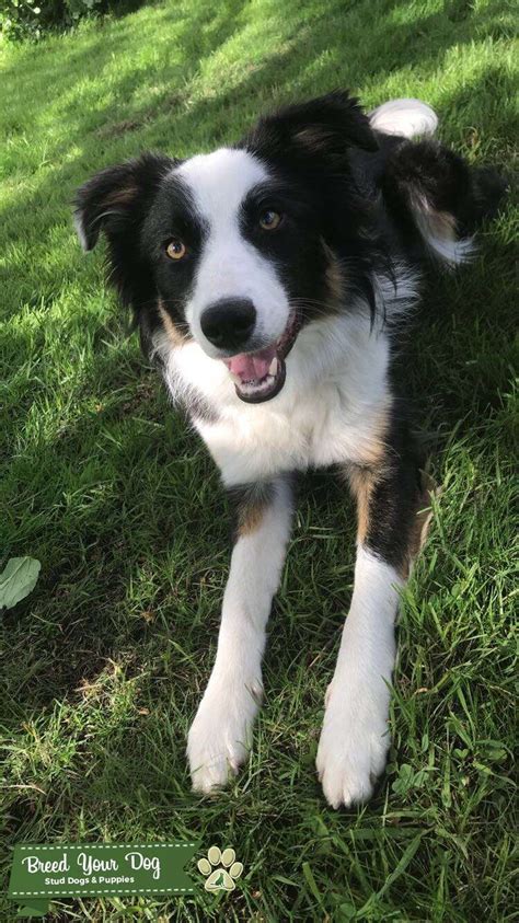 Border Collie Stud Dog In Kerry The United States Breed Your Dog