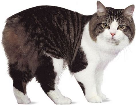 Manx The Manx Cat Breed Originated On The Isle Of Man And Are Famous